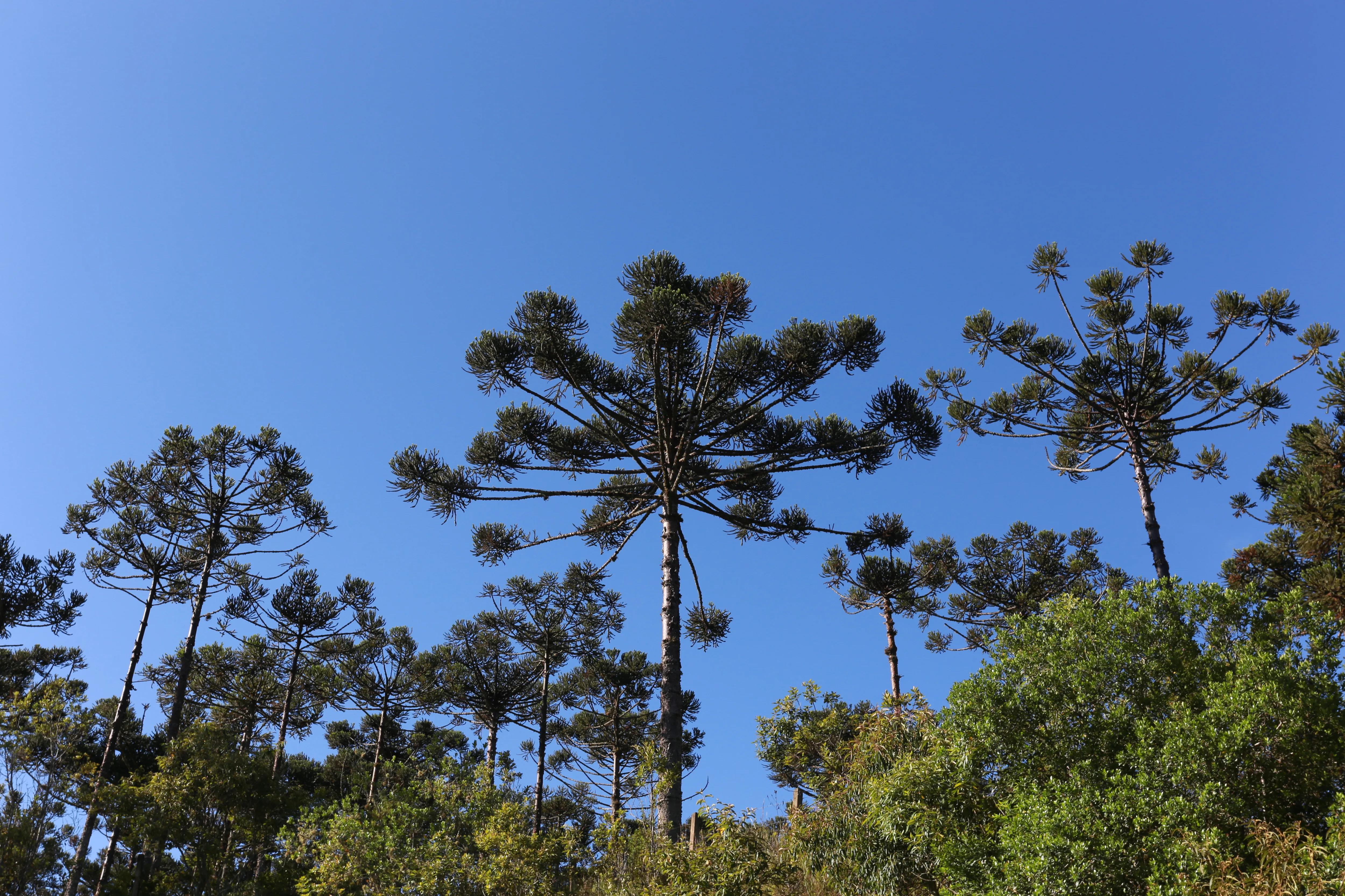 Araucárias contra o azul