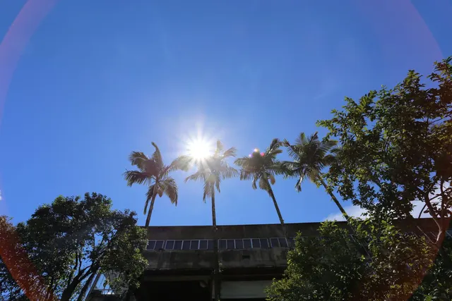 Sol entre palmeiras