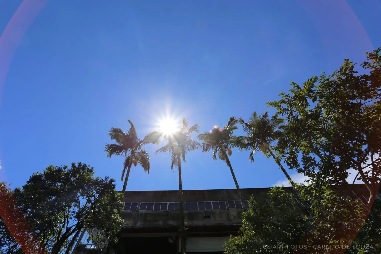 Sol entre palmeiras
