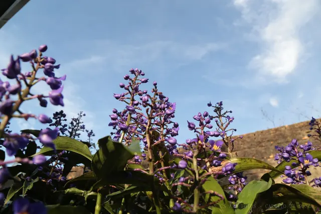 Cachos roxos contra o céu
