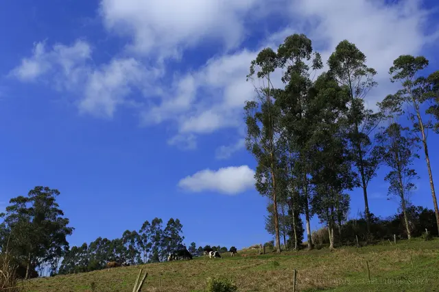 Eucaliptos sob nuvens