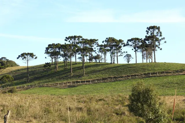Araucárias na coxilha