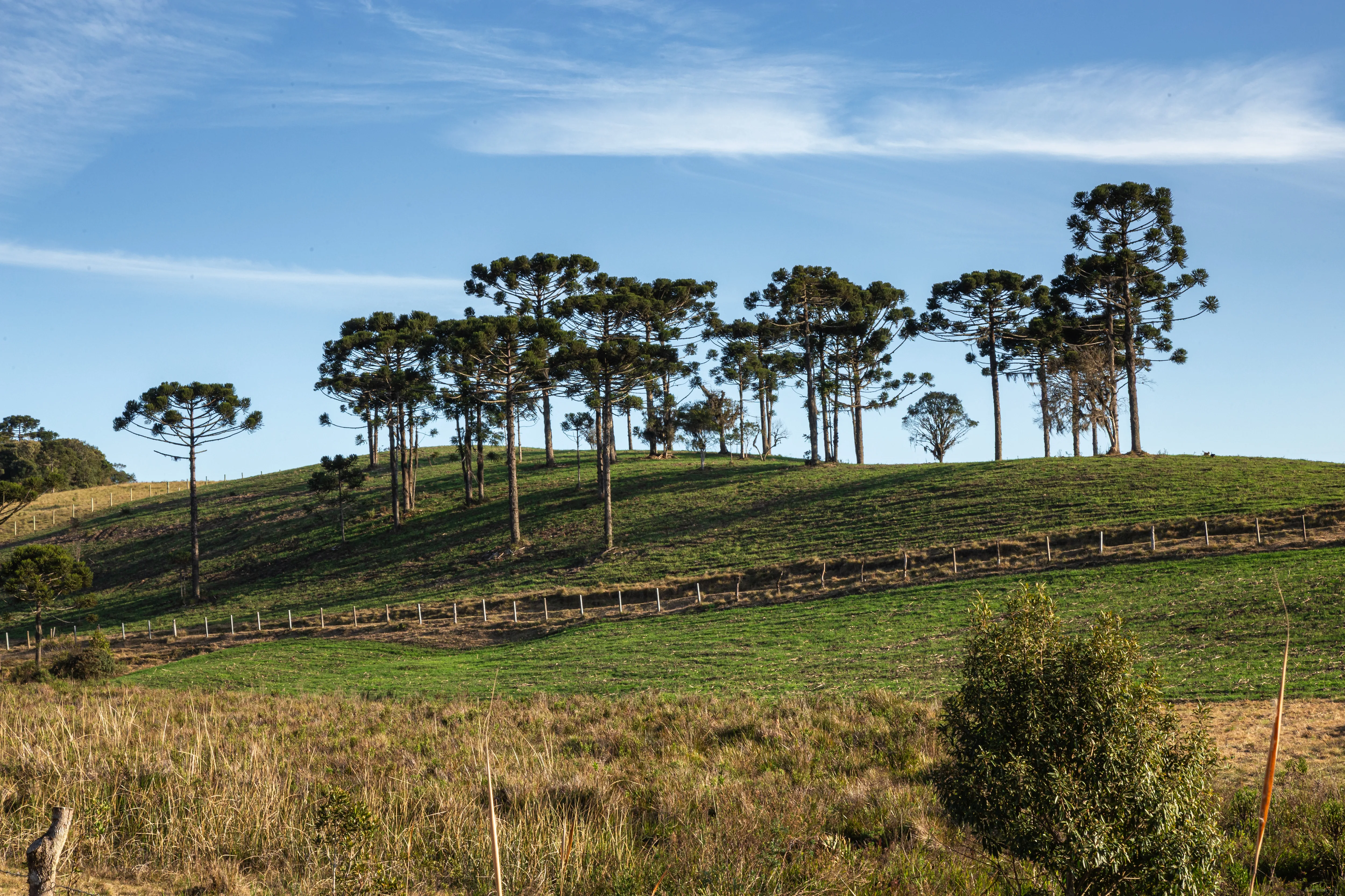 Araucárias na coxilha