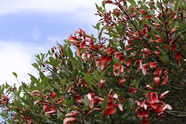 Arbusto vermelho contra o céu
