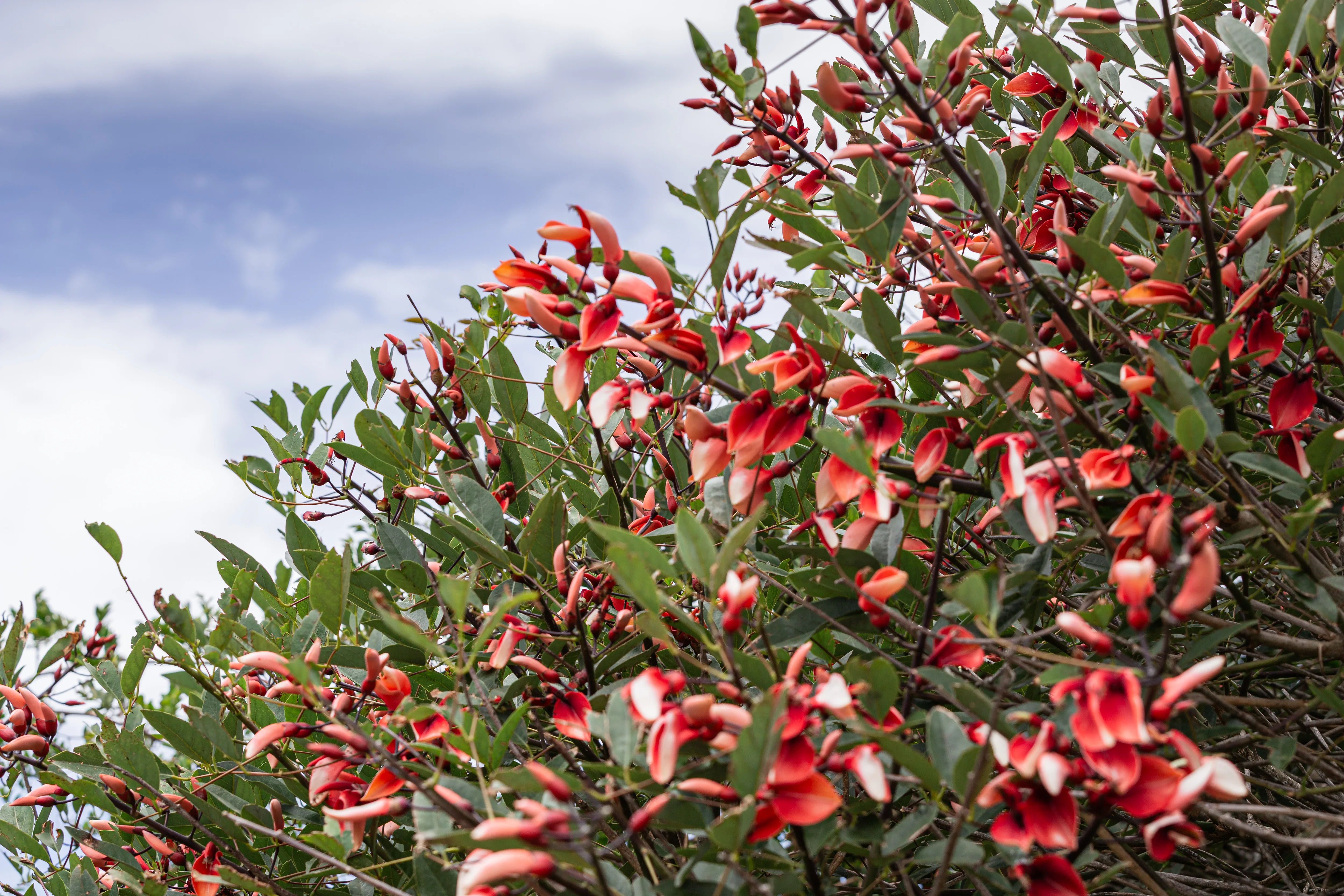 Arbusto vermelho contra o céu