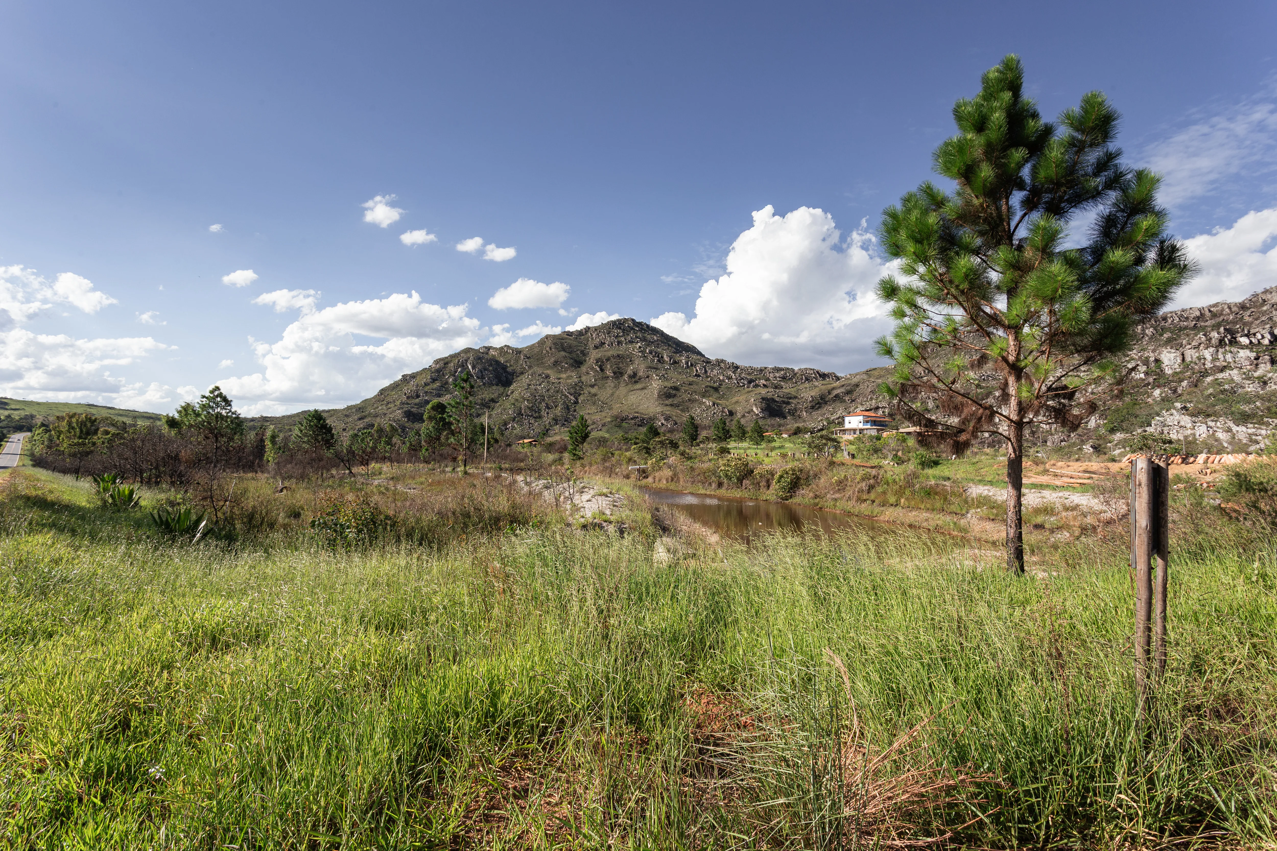 Pinheiro no campo