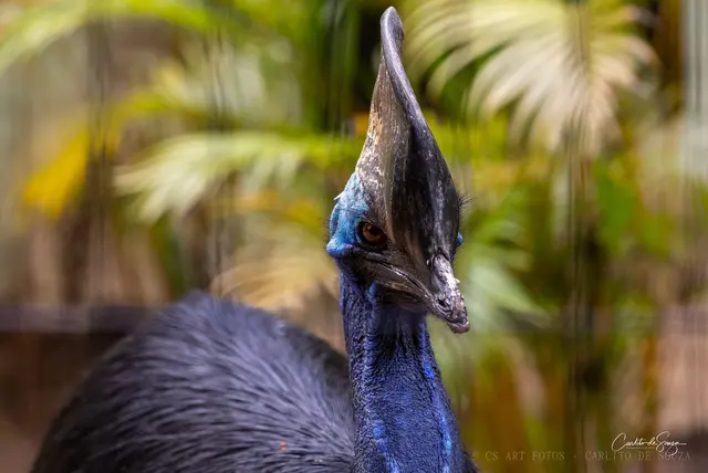 Casuar de perfil
