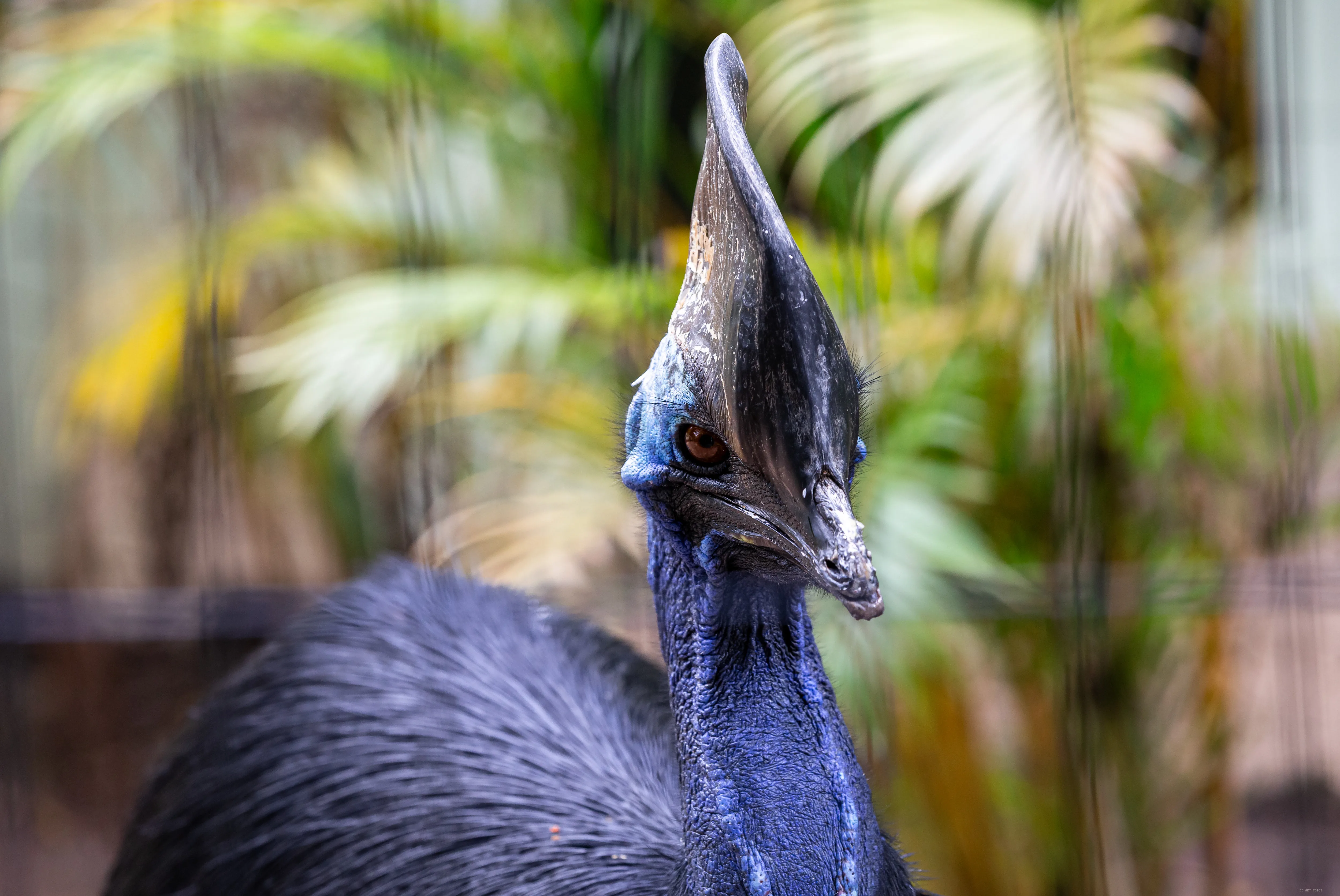 Casuar de perfil