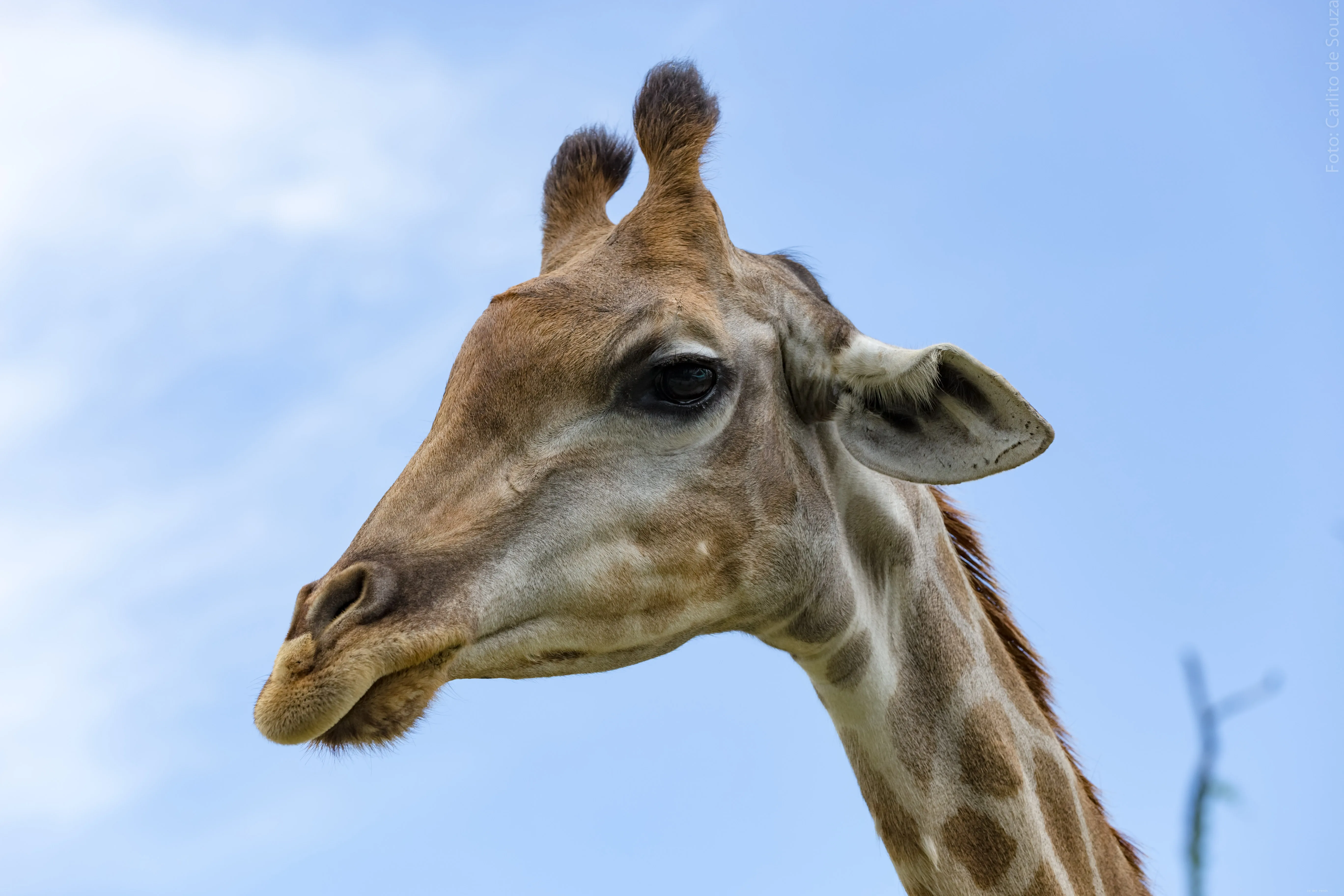 Girafa contra o céu