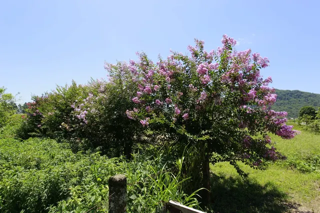 Flores lilás no pasto
