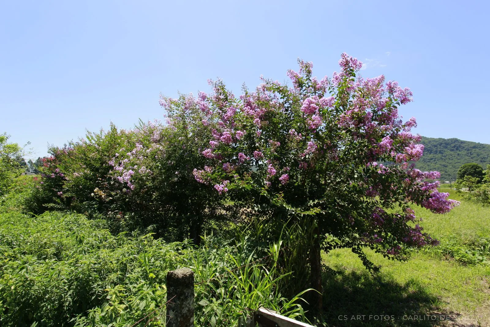 Flores lilás no pasto