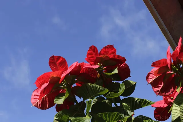 Vermelho contra o azul