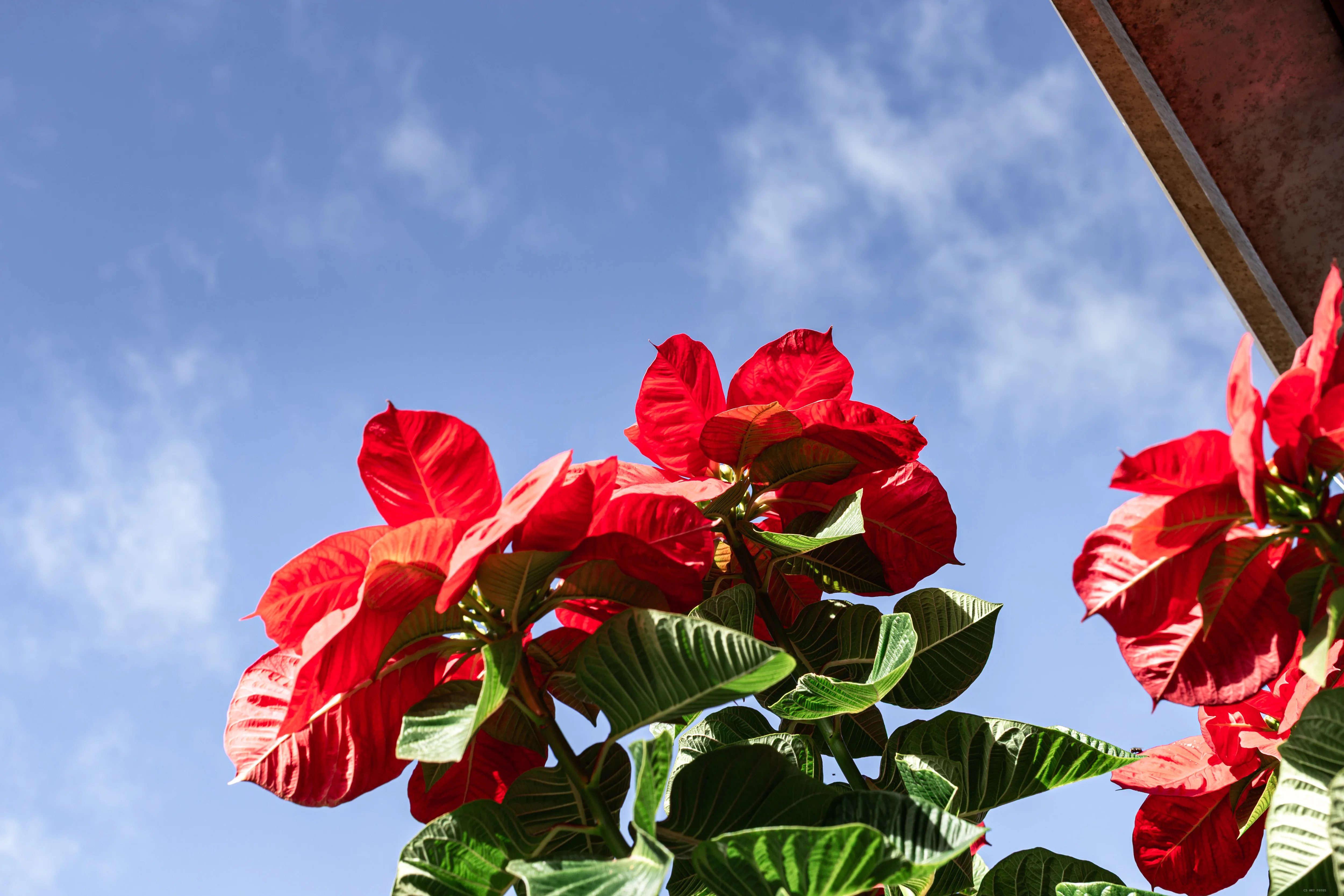 Vermelho contra o azul