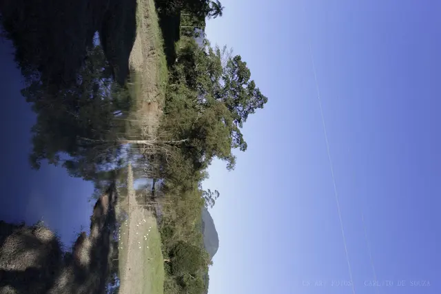 Árvore no espelho da lagoa