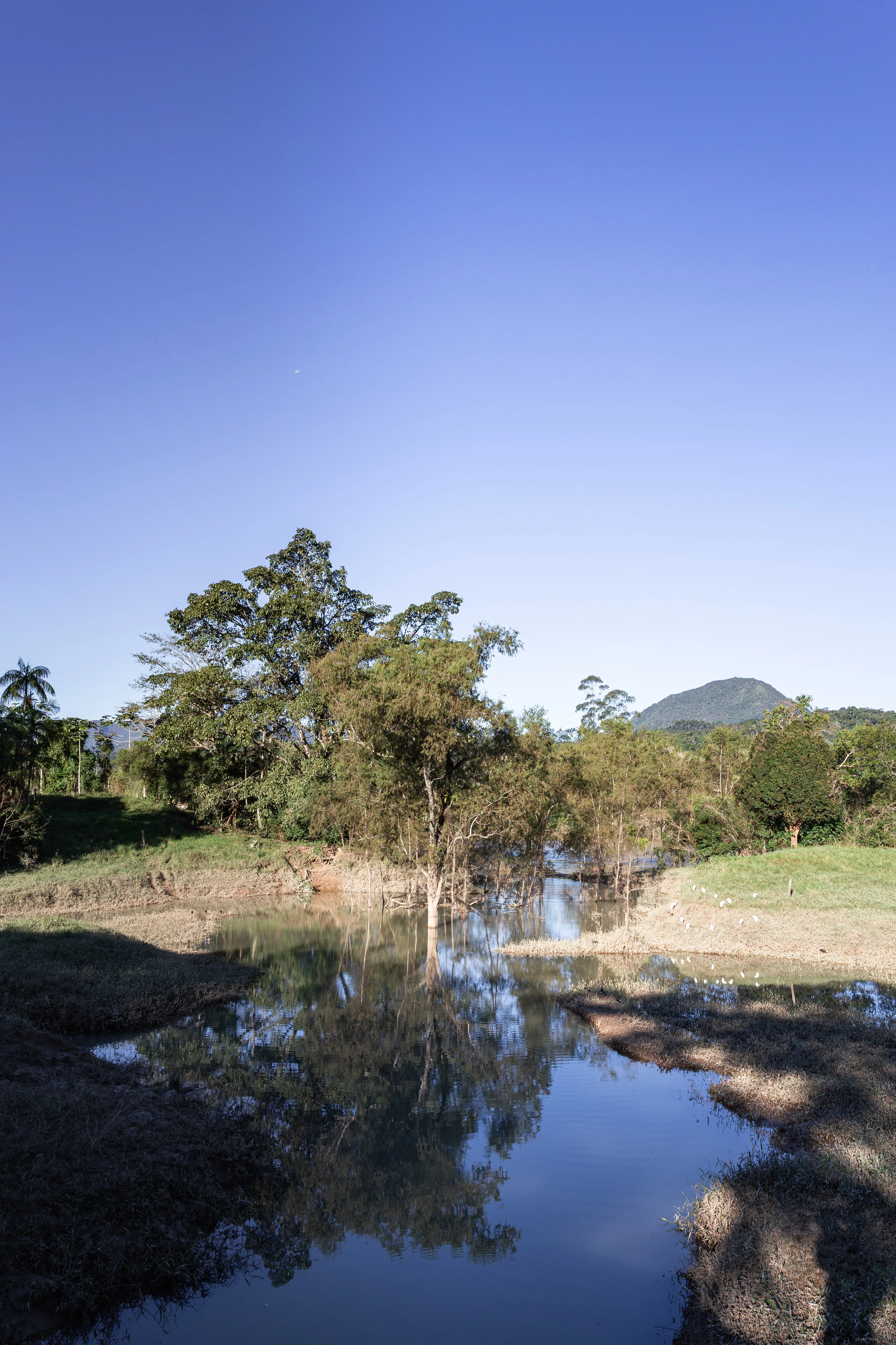 Árvore no espelho da lagoa
