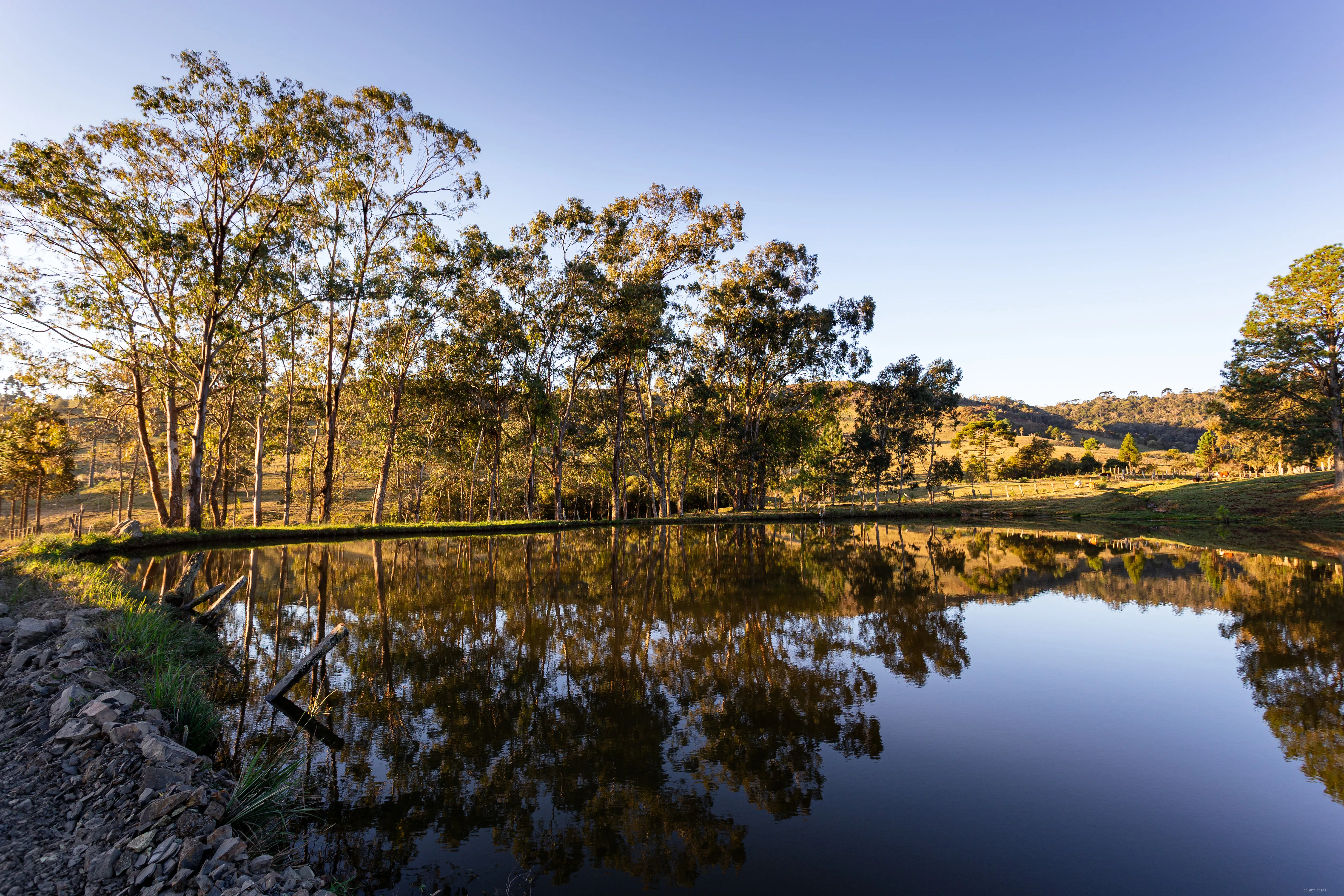 Bosque refletido