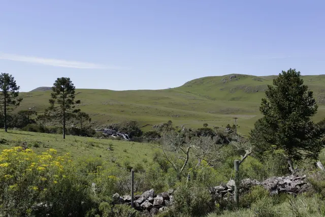 Campo de altitude
