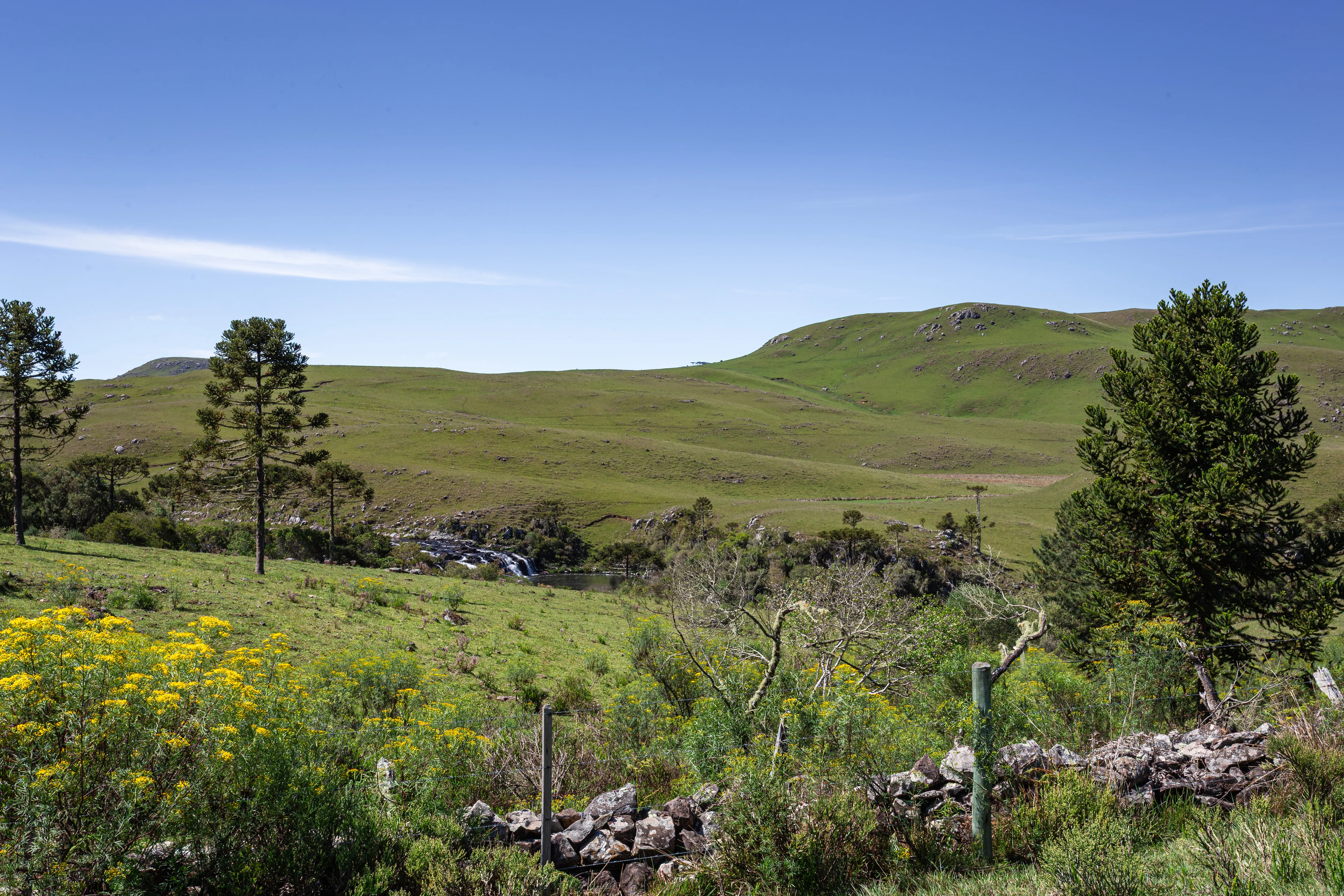 Campo de altitude