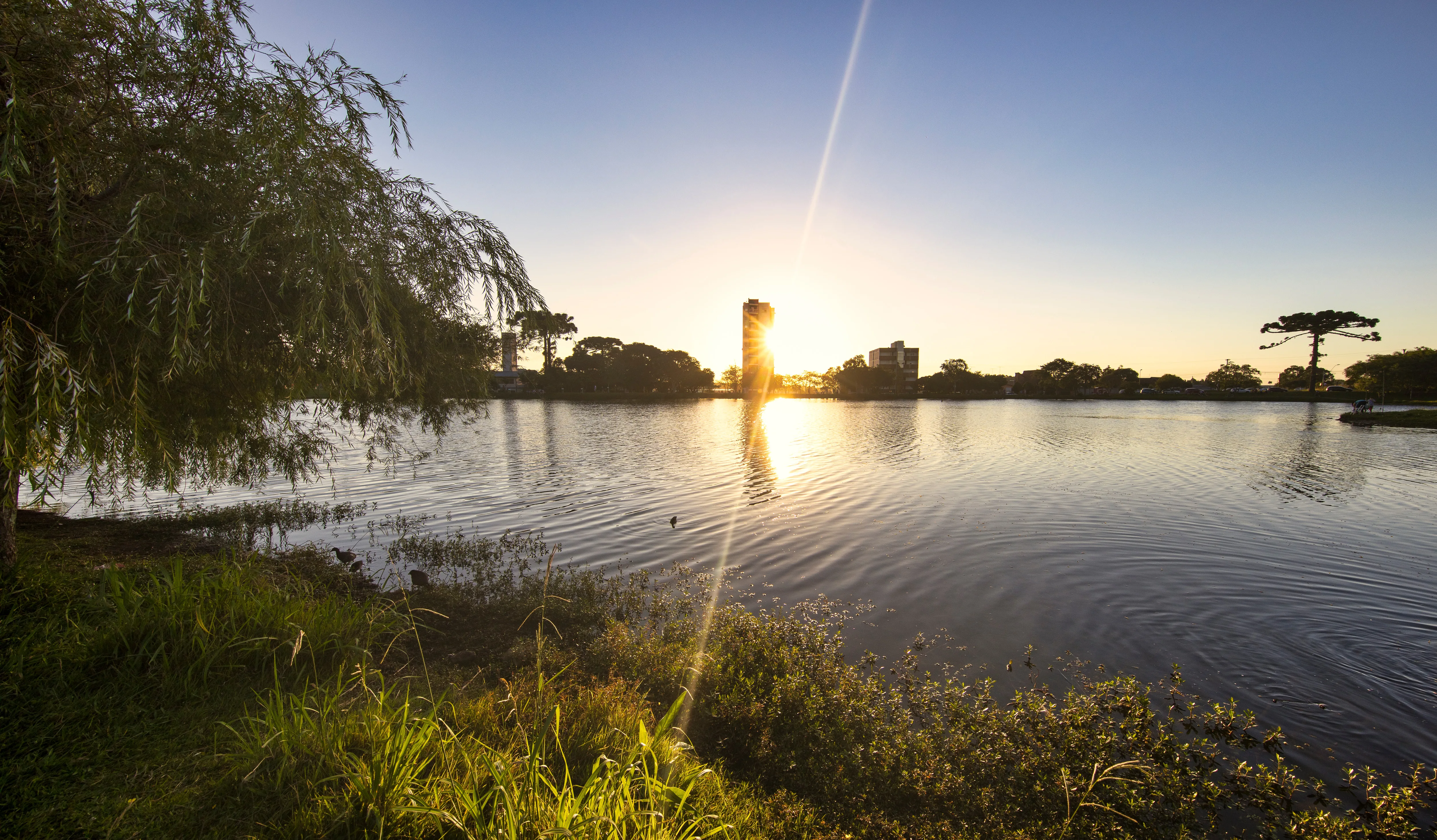 Salgueiro na beira do lago