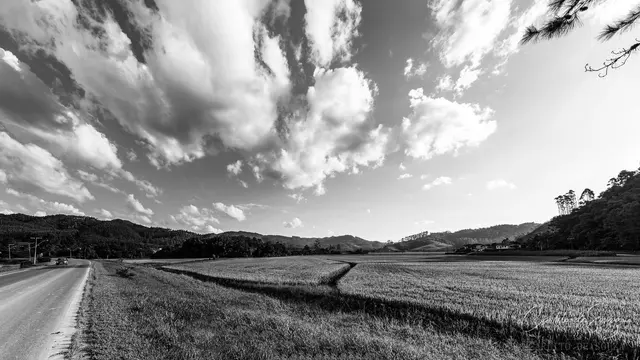Campo em preto e branco