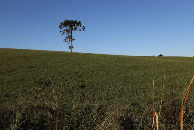 Araucária isolada