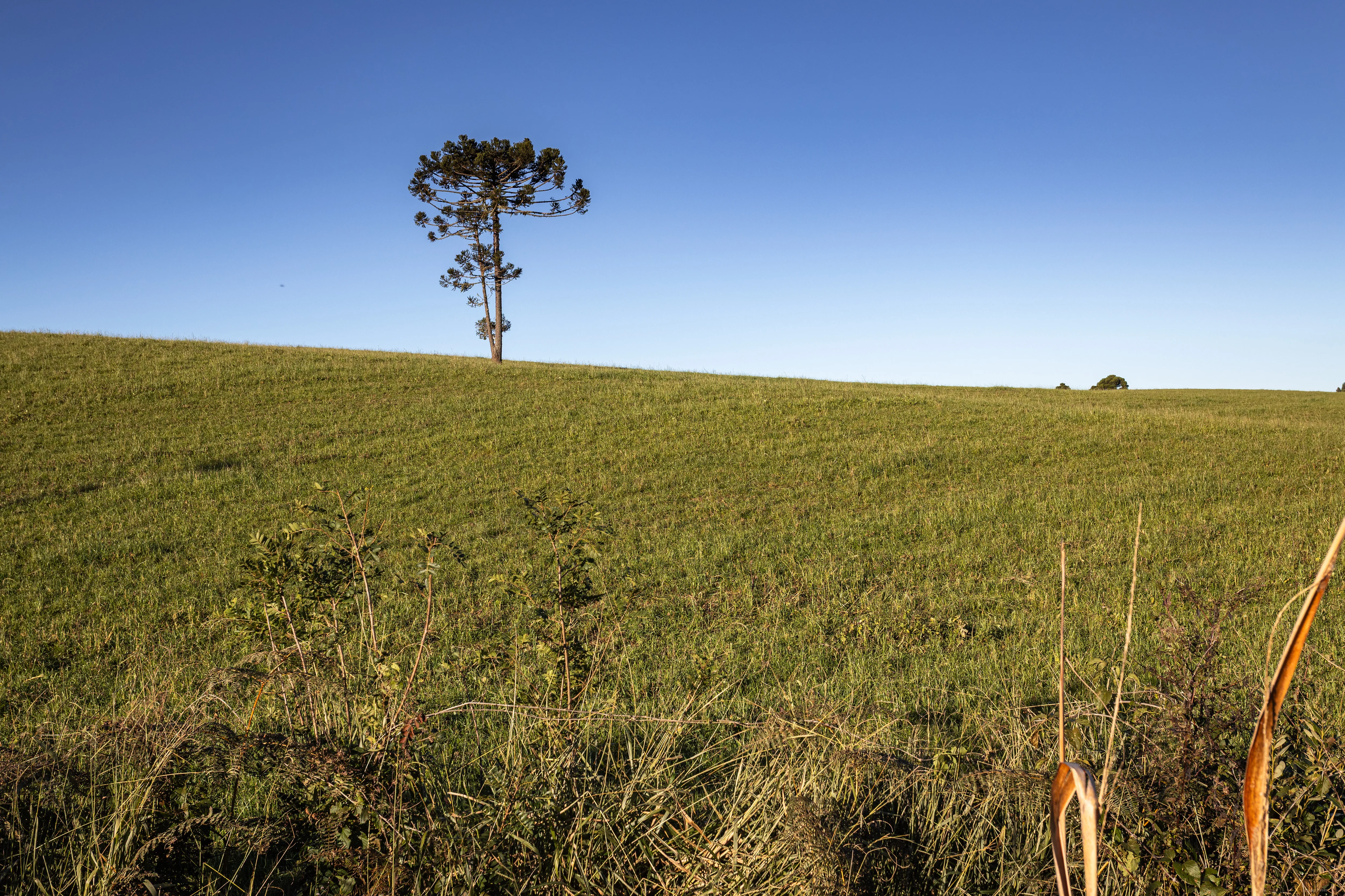 Araucária isolada