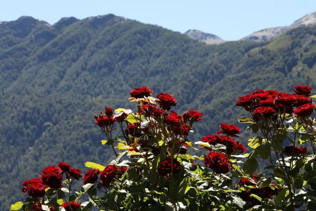 Rosas diante da serra