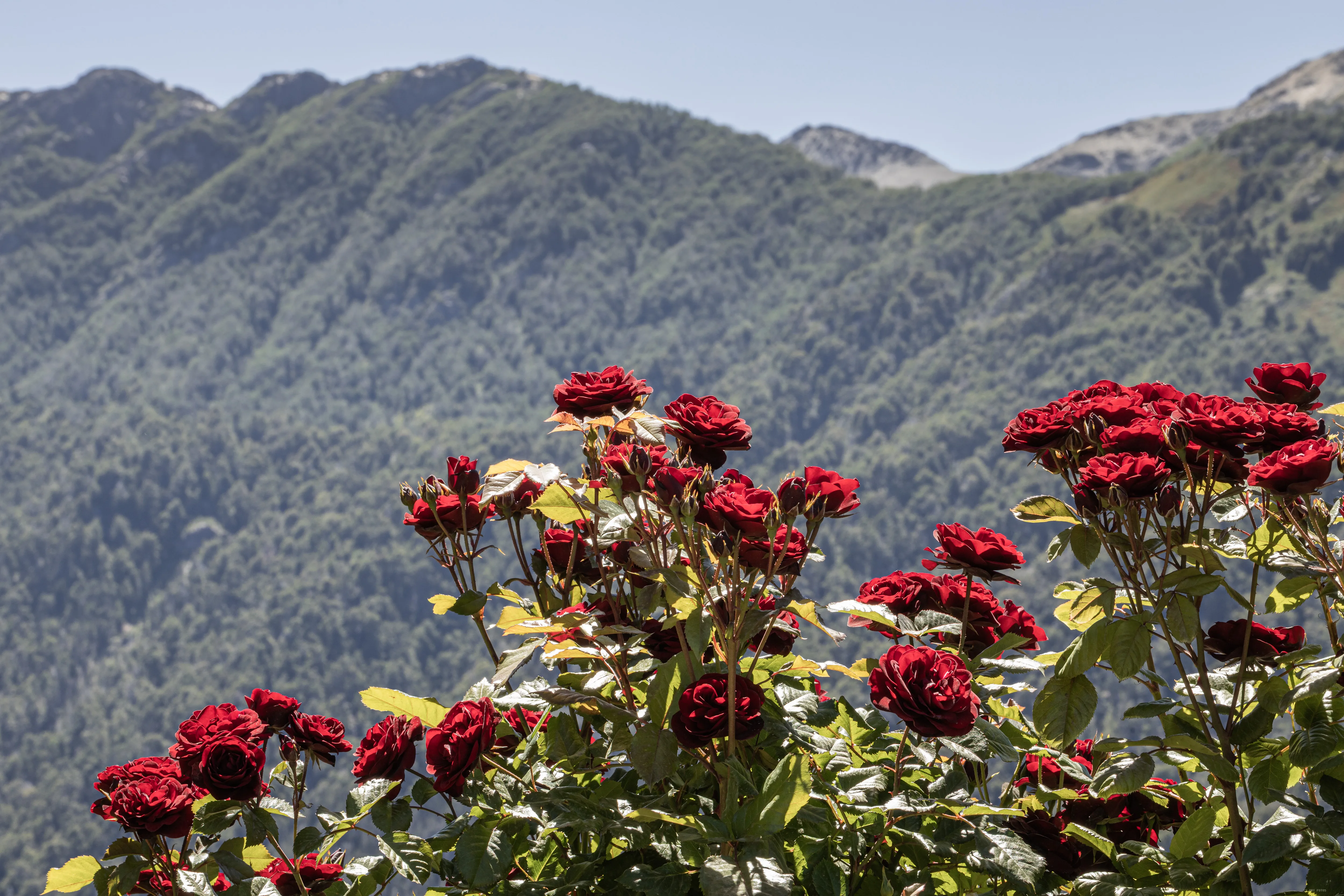 Rosas diante da serra