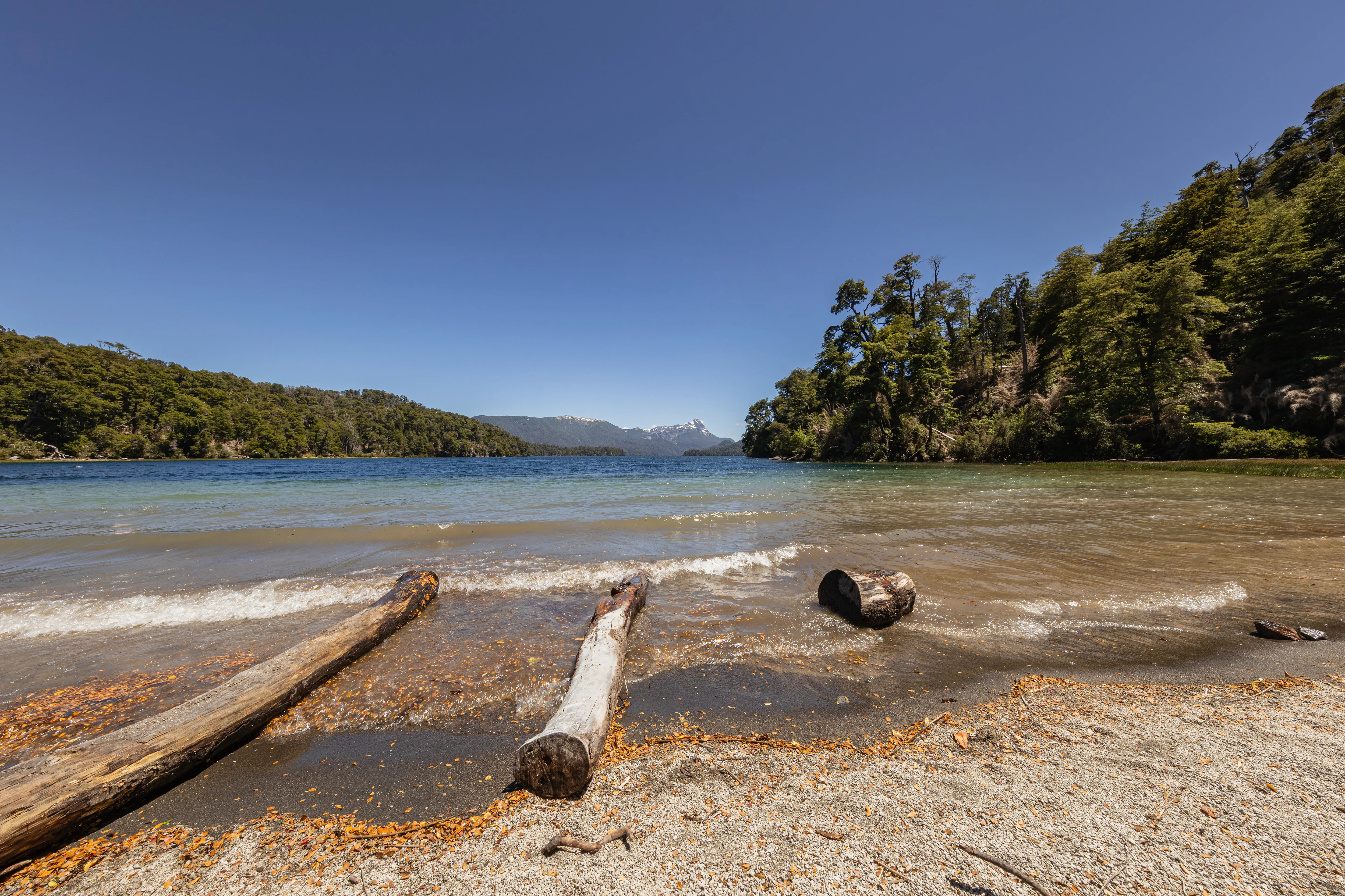 Troncos na praia do lago