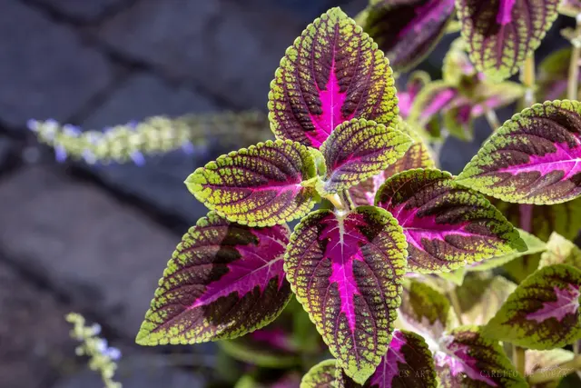 Folhas de coleus