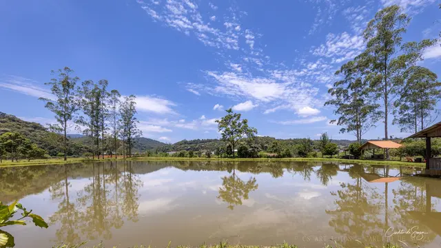 Árvores dobradas no lago