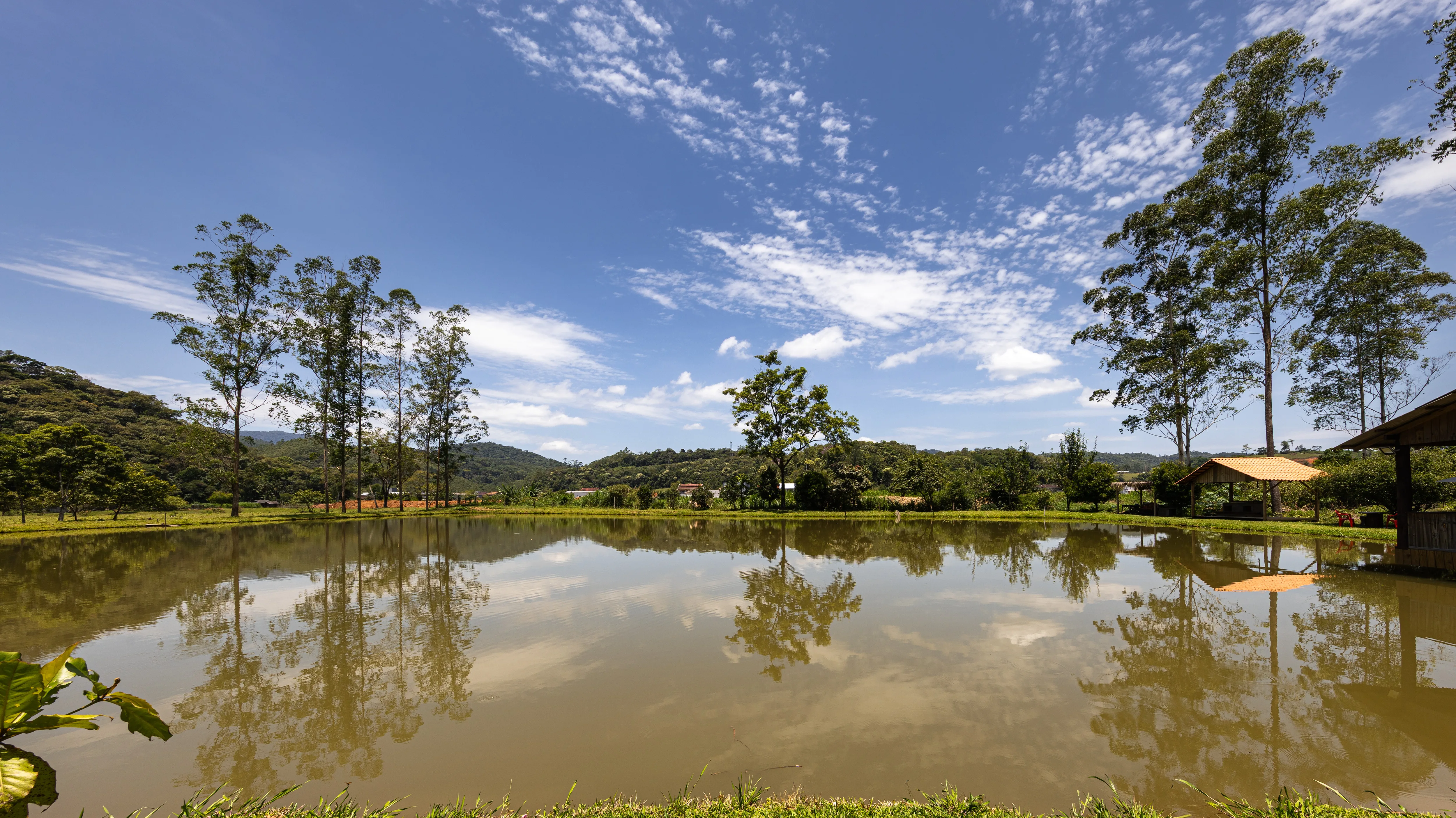 Árvores dobradas no lago