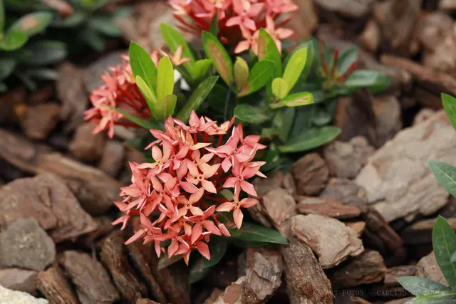 Ixora sobre casca de pinus