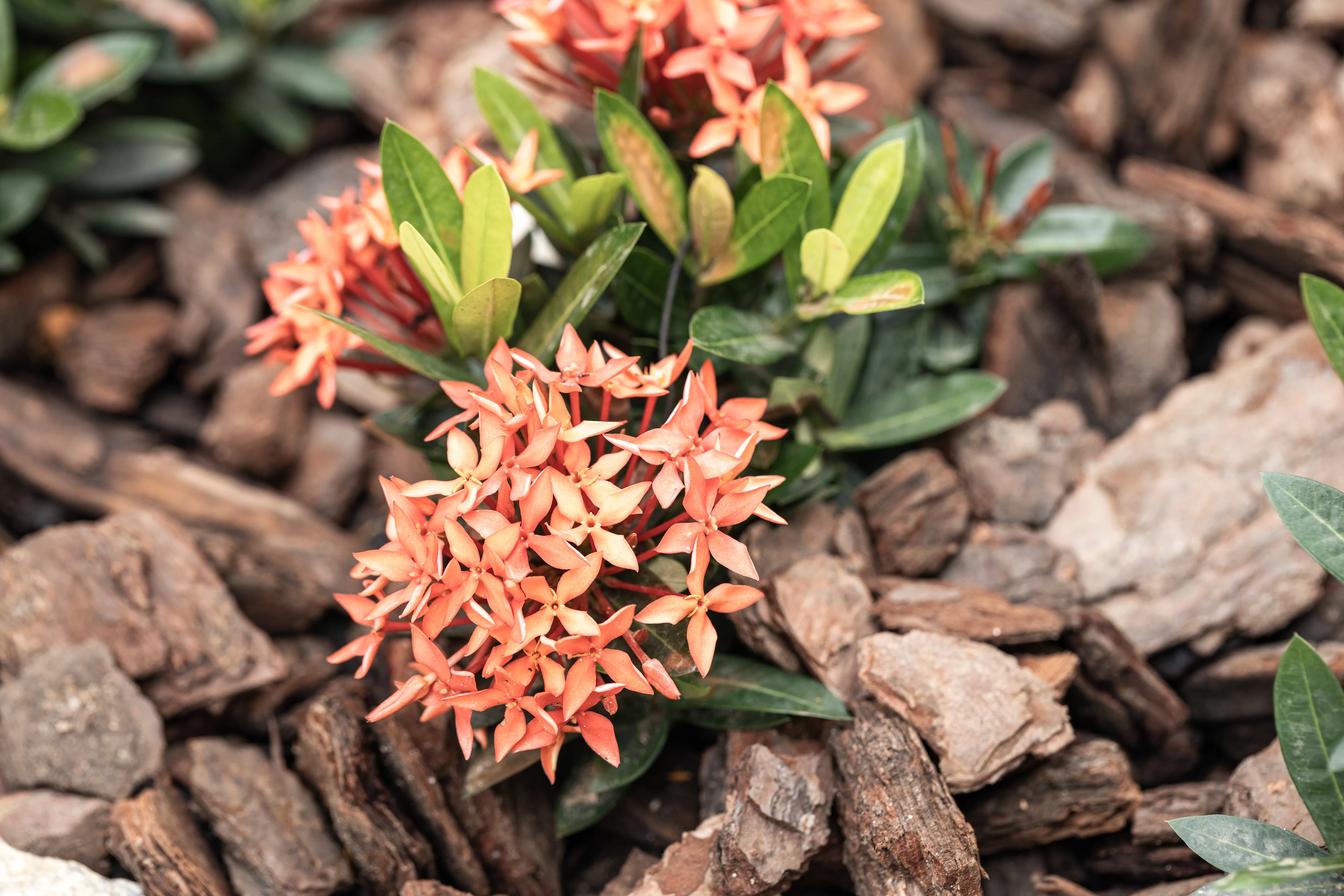 Ixora sobre casca de pinus