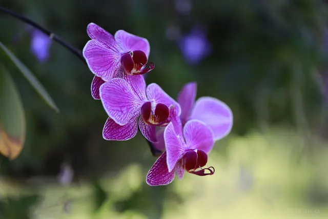 Orquídeas roxas