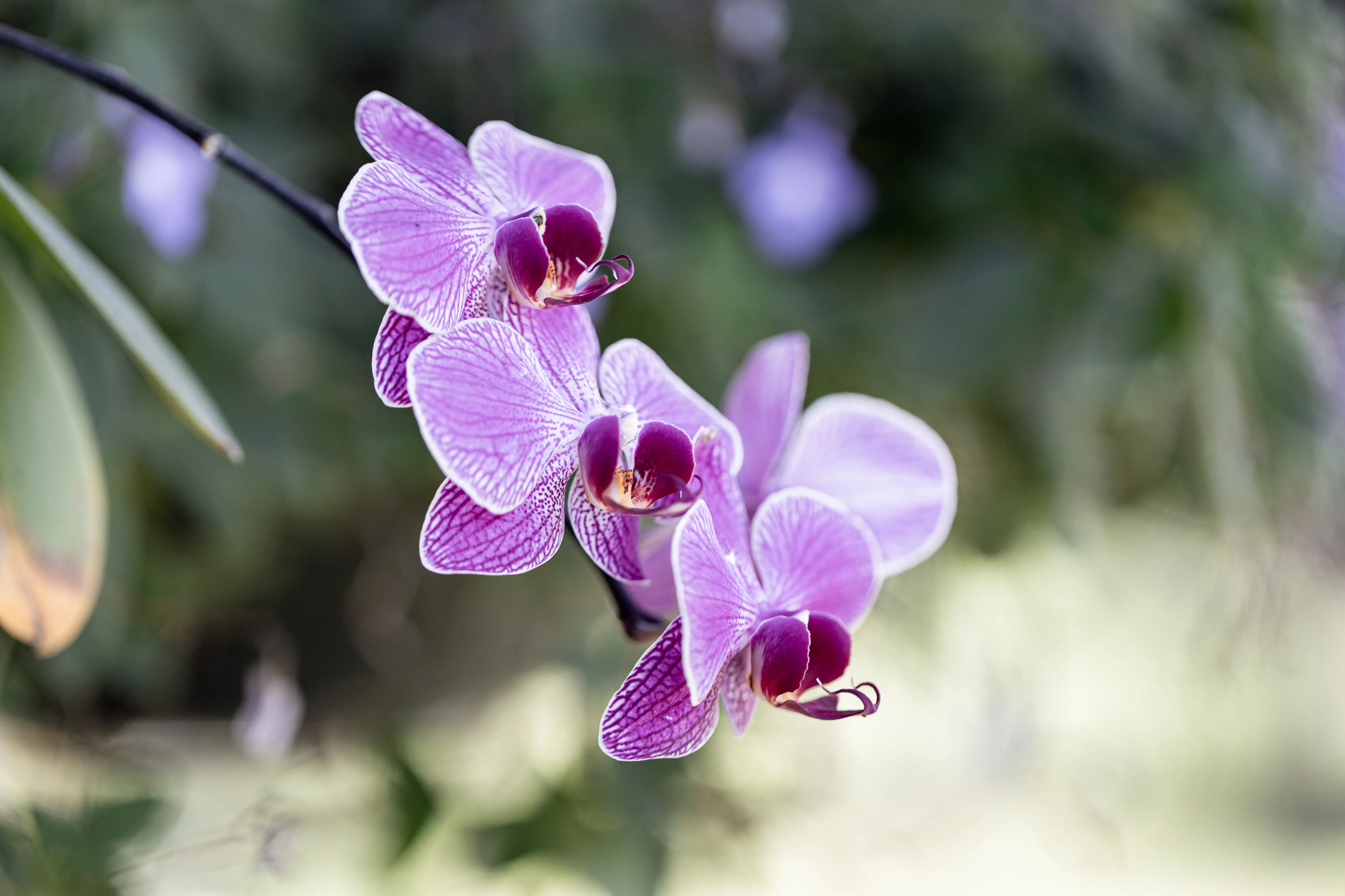 Orquídeas roxas