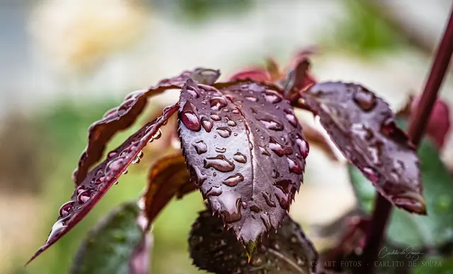 Gotas na folha roxa