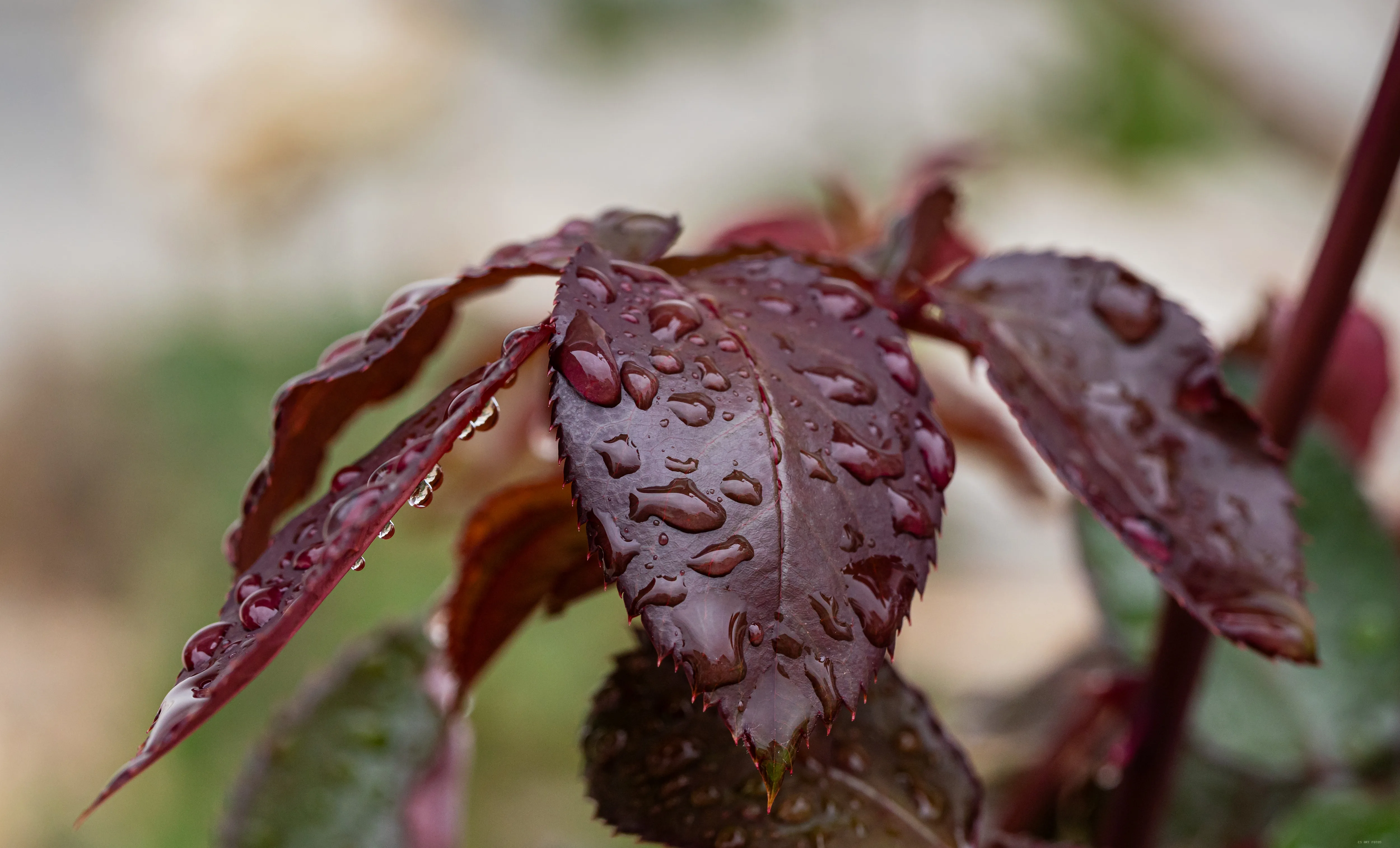 Gotas na folha roxa