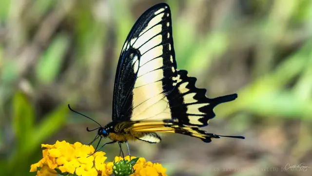 Borboleta nas flores amarelas