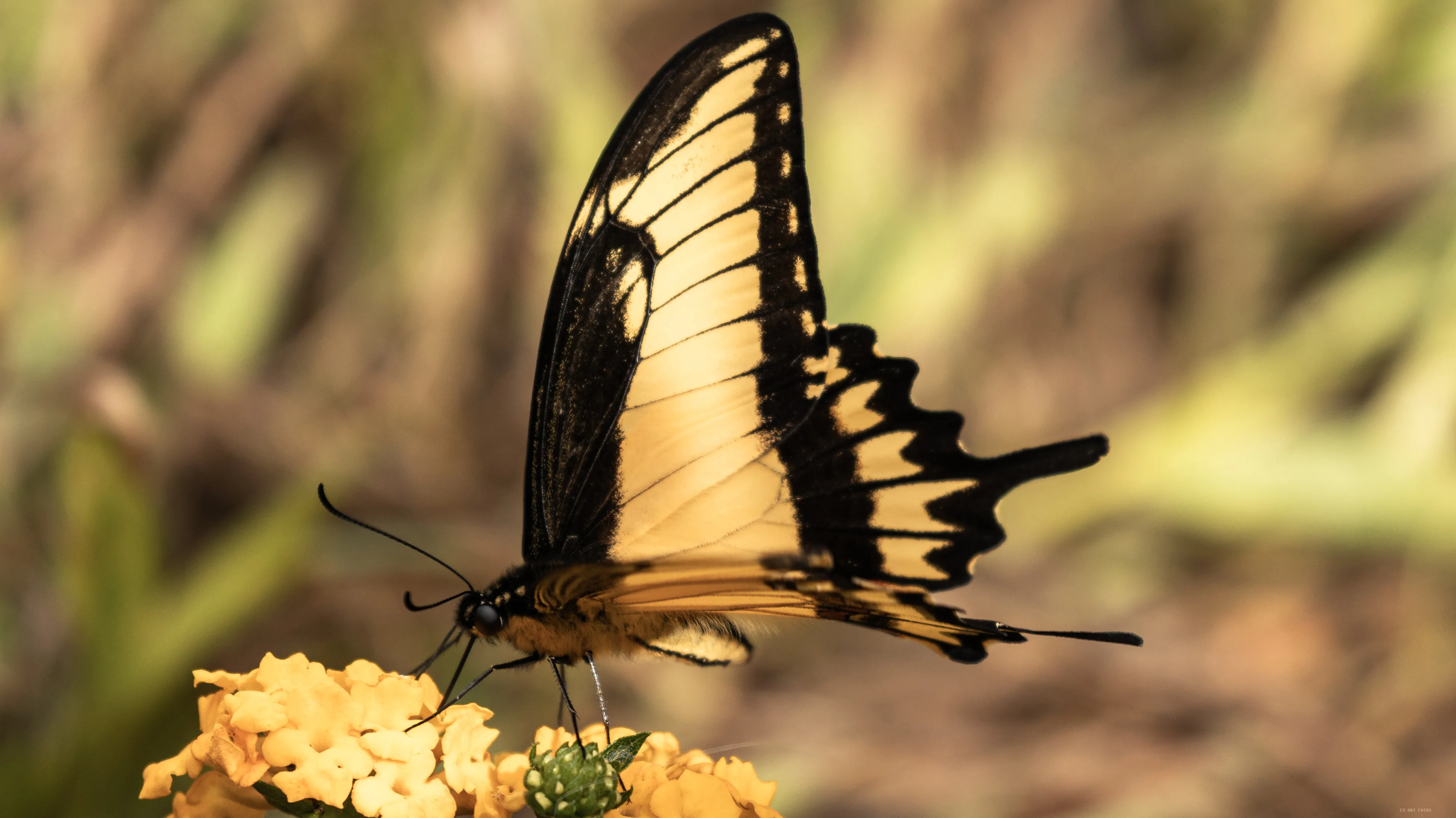 Borboleta nas flores amarelas