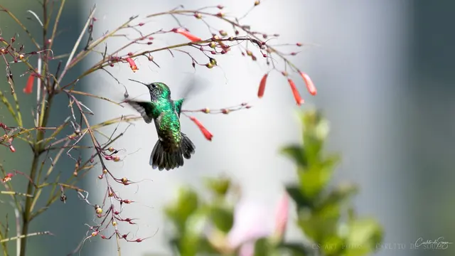 Beija-flor em pleno ar