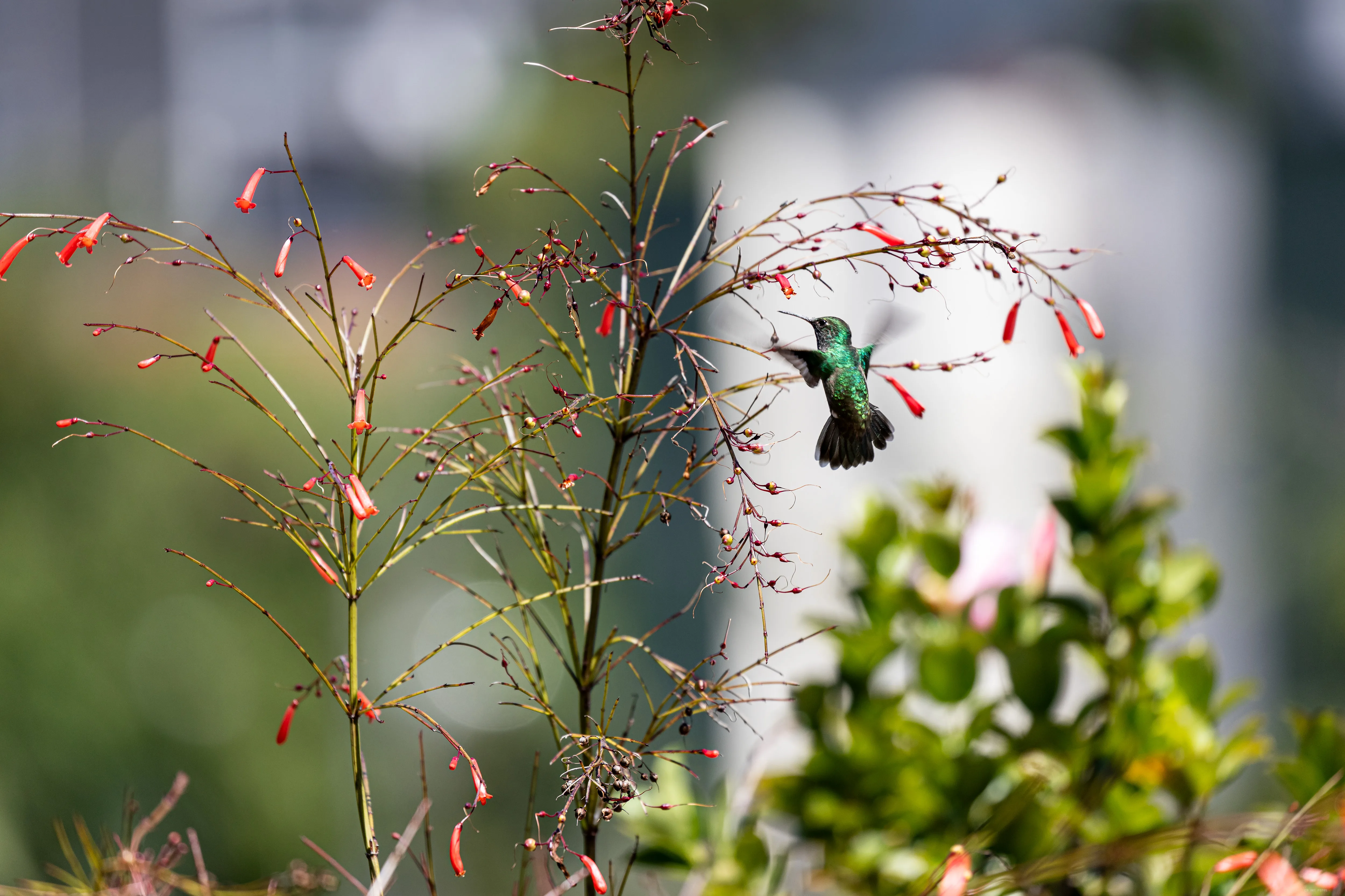 Beija-flor em pleno ar
