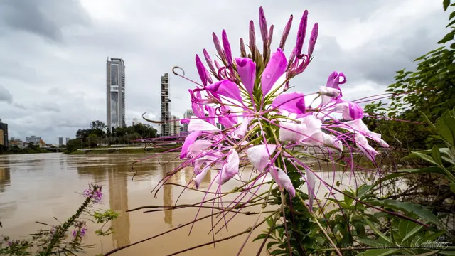Flor diante do rio cheio