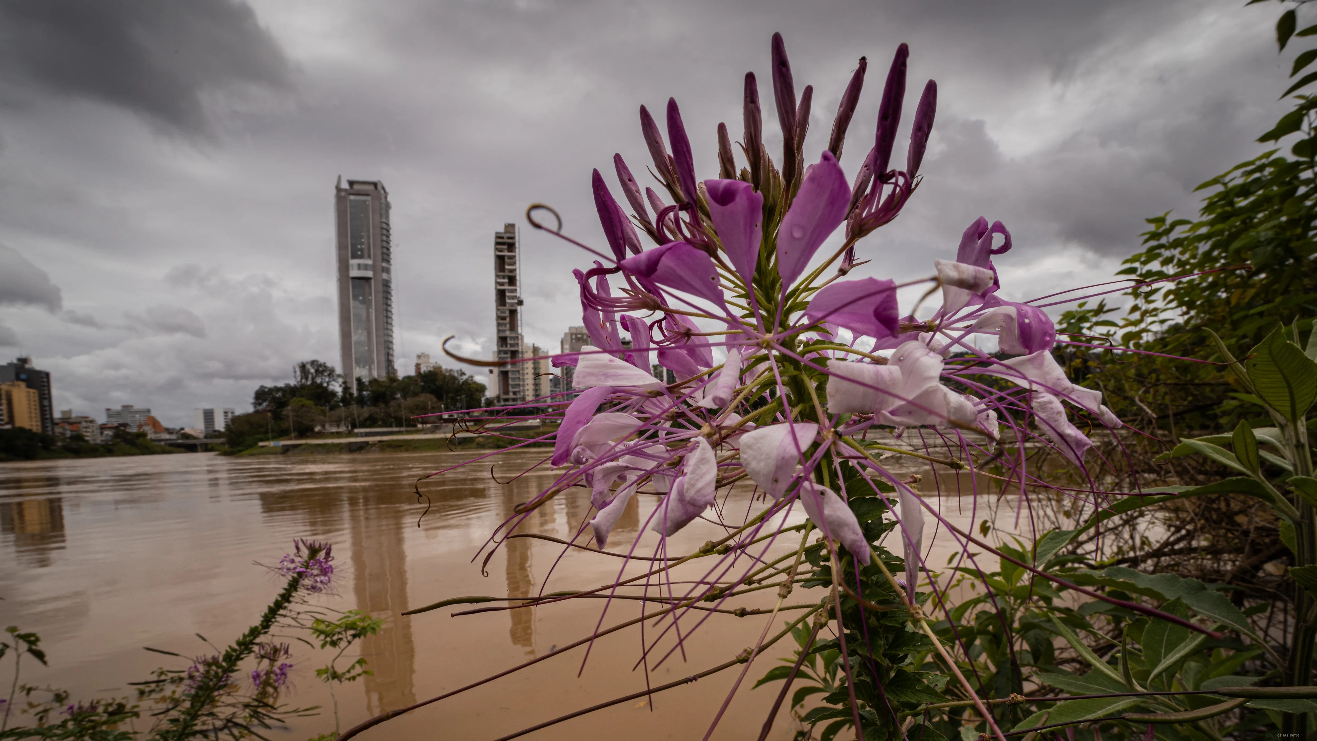 Flor diante do rio cheio