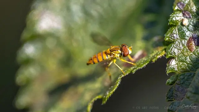 Mosca-das-flores na folha