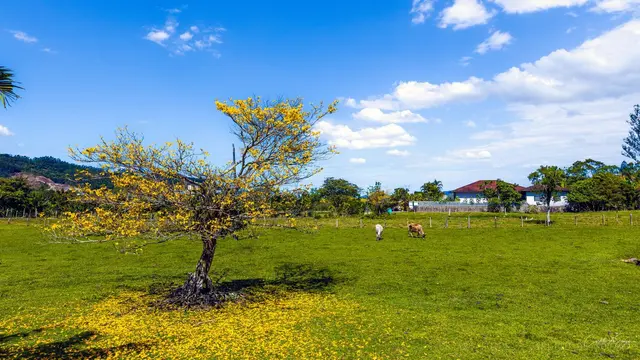 Ipê amarelo no pasto