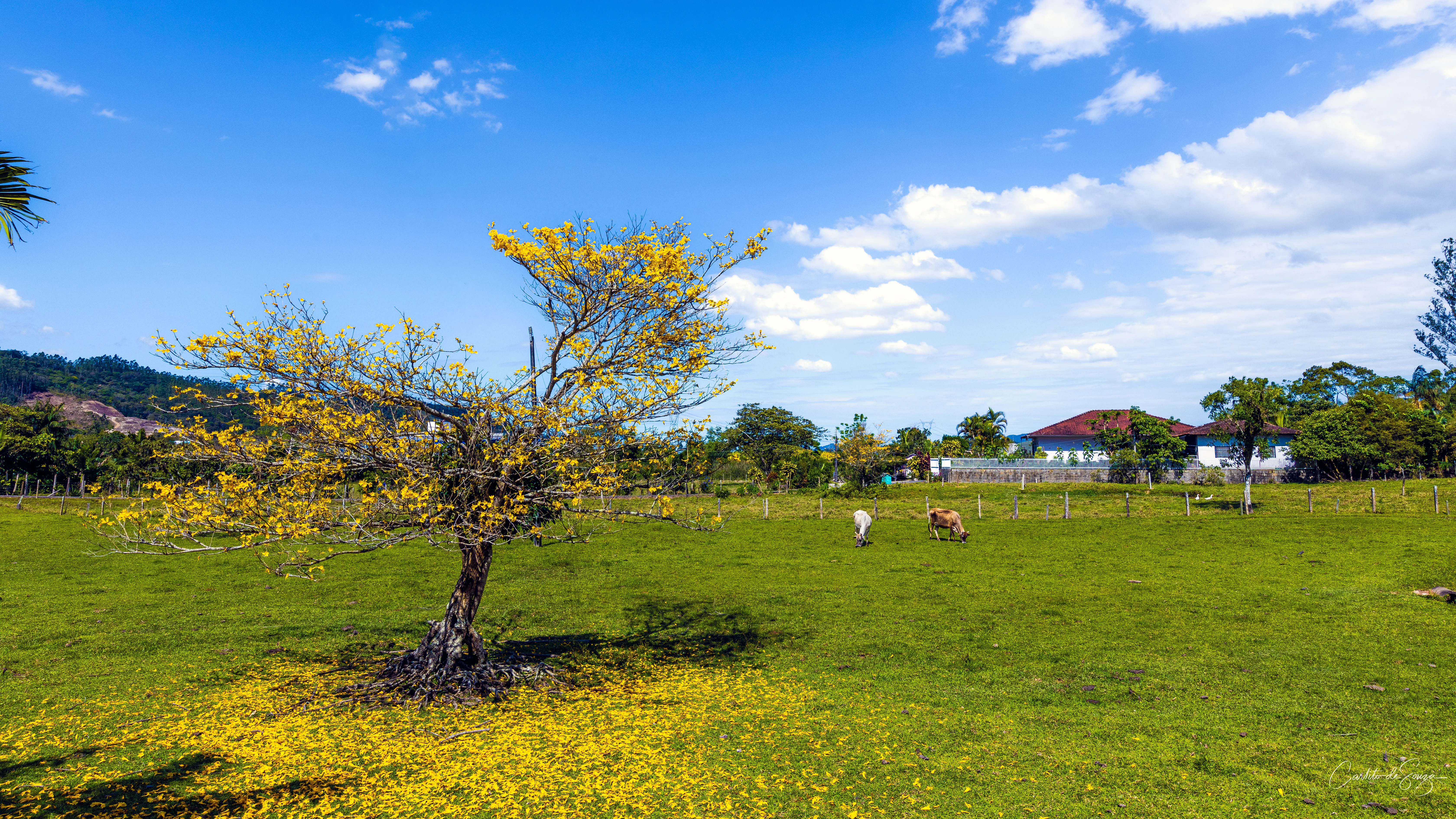 Ipê amarelo no pasto