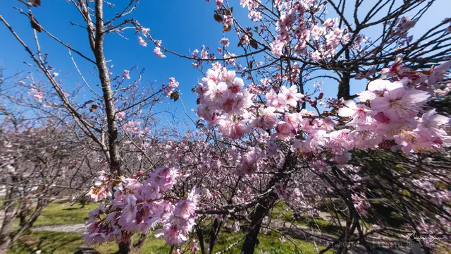 Cerejeira em flor