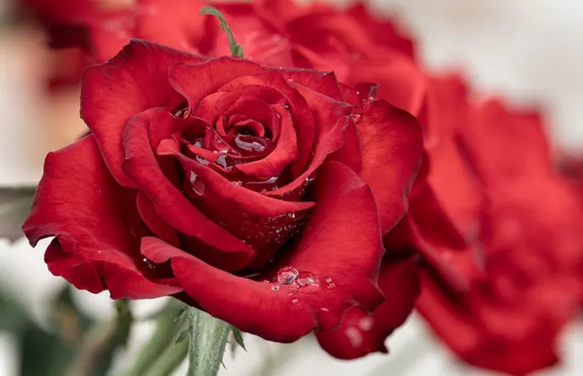 Rosa com gotas d'água