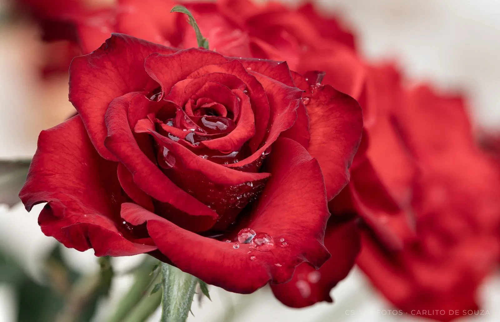Rosa com gotas d'água